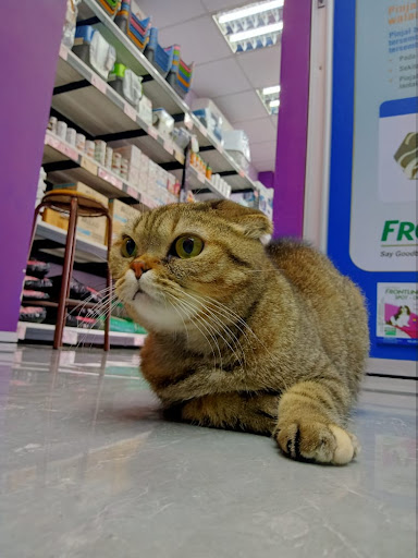 Klinik Veterinar Berhampiran Saya di Seremban Paling Mujarab untuk Haiwan Kesayangan