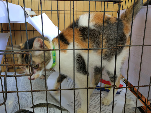 Klinik Veterinar Terbaik Berhampiran Anda di Bakri