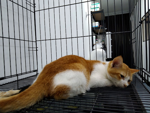 Klinik Veterinar Terbaik Berhampiran Saya di Bagan Pulau Ketam