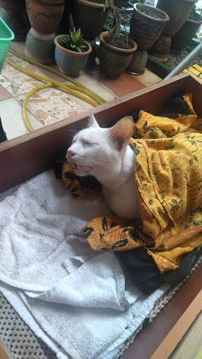 Klinik Veterinar Terbaik Berhampiran Saya di Bedong
