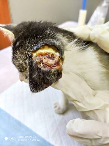Klinik Veterinar Terbaik Berhampiran Saya di Kampong Baharu Balakong