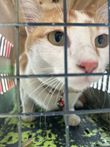 Klinik Veterinar Terbaik Berhampiran Saya di Kampong Masjid Tanah