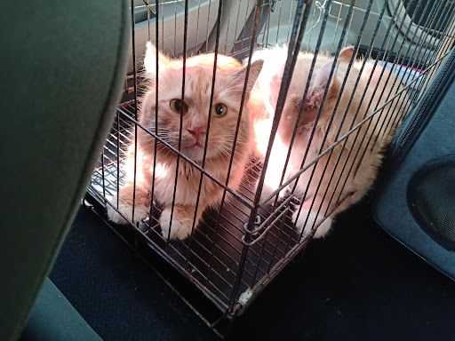 Klinik Veterinar Terbaik Berhampiran Saya di Kampong Pangkal Kalong
