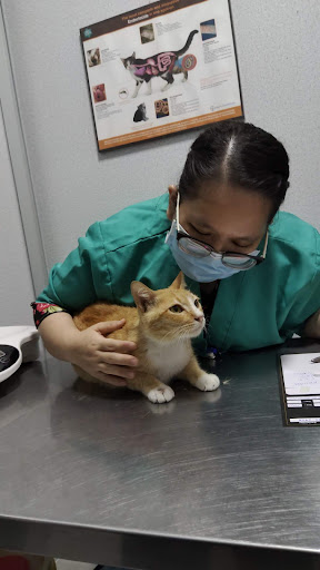 Klinik Veterinar Terbaik Berhampiran Saya di Kapit