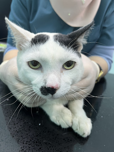 Klinik Veterinar Terbaik Berhampiran Saya di Klebang Besar