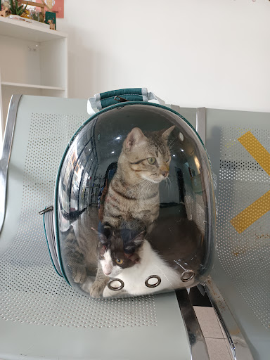Klinik Veterinar Terbaik Berhampiran Saya di Kluang
