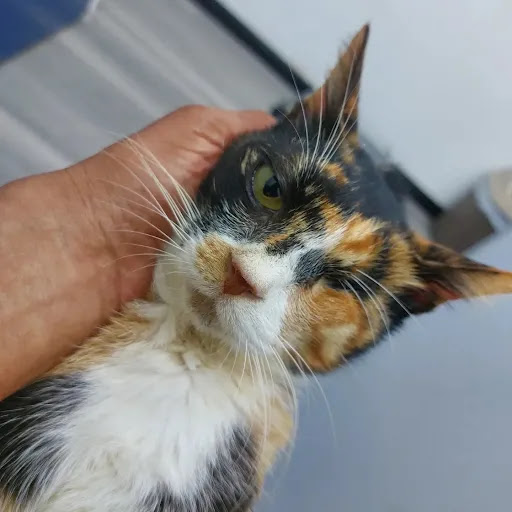 Klinik Veterinar Terbaik Berhampiran Saya di Kuah