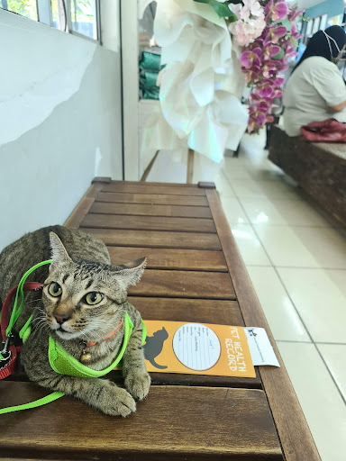 Klinik Veterinar Terbaik Berhampiran Saya di Kuching