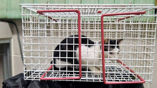 Klinik Veterinar Terbaik Berhampiran Saya di Labuan
