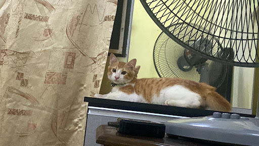 Klinik Veterinar Terbaik Berhampiran Saya di Pelabuhan Klang