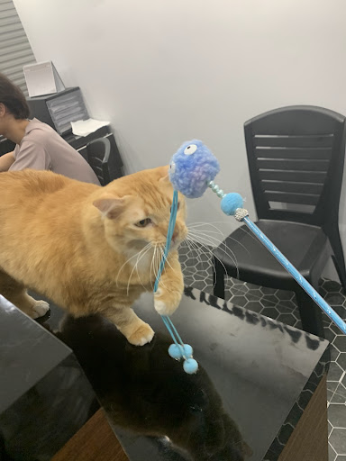 Klinik Veterinar Terbaik: veterinar berhampiran saya di Kampung Baharu Nilai