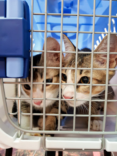 Klinik Veterinar Terbaik: veterinar berhampiran saya di Shah Alam