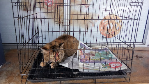 Veterinar Berhampiran Saya di Daerah Keluang yang Paling Dipercayai