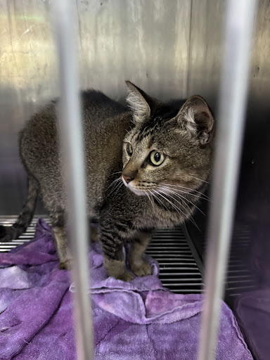 Veterinar Berhampiran Saya di Johor Bahru: Pilihan Terbaik untuk Haiwan Kesayangan Anda
