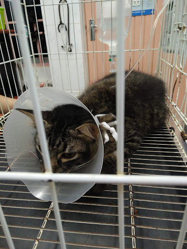 Veterinar Berhampiran Saya di Kampung Batu Feringgi: Pilihan Terbaik untuk Haiwan Kesayangan Anda