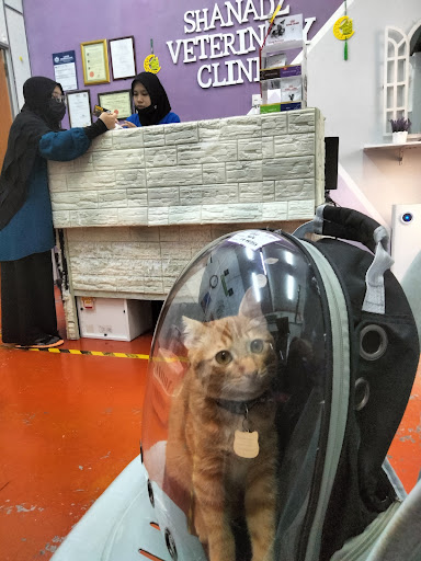 Veterinar Berhampiran Saya di Kuala Kangsar: Pilihan Terbaik untuk Penjagaan Haiwan Kesayangan Anda