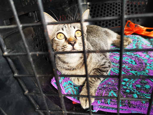 Veterinar Berhampiran Saya di Kuantan: Pilihan Terbaik untuk Haiwan Kesayangan Anda