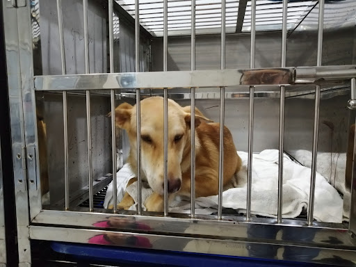 Veterinar Berhampiran Saya di Melaka: Pilihan Terbaik untuk Penjagaan Haiwan Kesayangan Anda