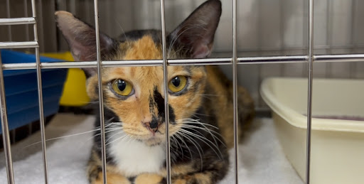 Veterinar Berhampiran Saya di Padang Mat Sirat yang Terbaik
