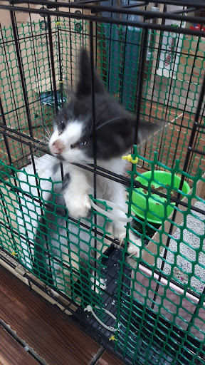 Veterinar Berhampiran Saya di Parit Buntar: Pilihan Terbaik untuk Rawatan Haiwan Kesayangan