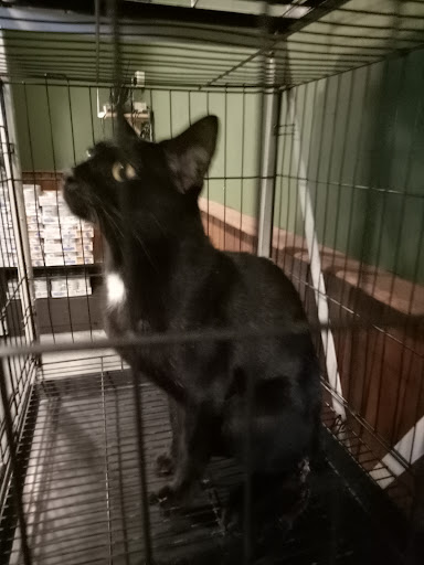 Veterinar Berhampiran Saya di Port Dickson: Pilihan Terbaik untuk Haiwan Kesayangan Anda