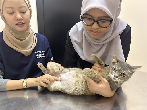 Veterinar Berhampiran Saya di Skudai: Pilihan Terbaik untuk Haiwan Kesayangan Anda