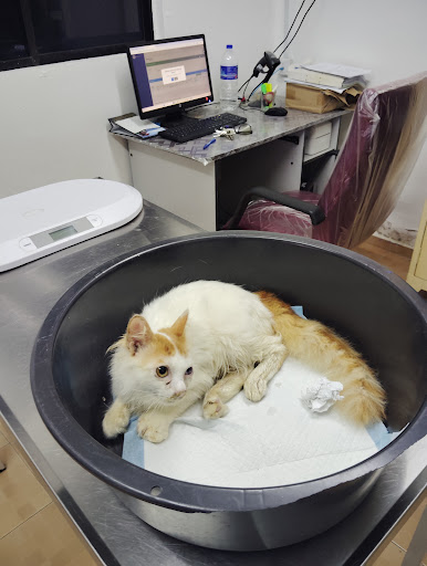 Veterinar Terbaik Berhampiran Saya di Daerah Mersing