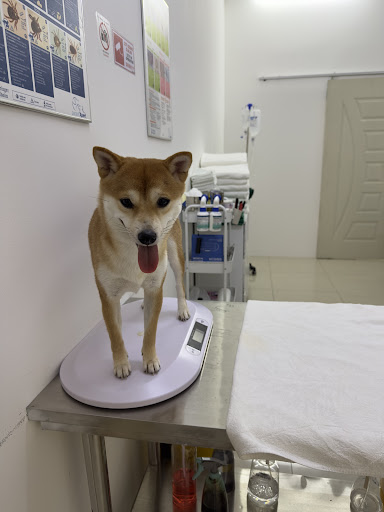 Veterinar Terbaik Berhampiran Saya di Kampung Tekek