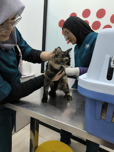 Veterinar Terbaik Berhampiran Saya di Kepala Batas