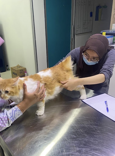 Veterinar Terbaik Berhampiran Saya di Pantai Cenang