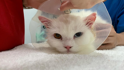 Veterinar Terbaik Berhampiran Saya di Telaga Batu