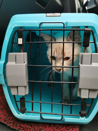 Veterinar Terbaik di Jerantut: Pilihan Utama untuk Haiwan Anda