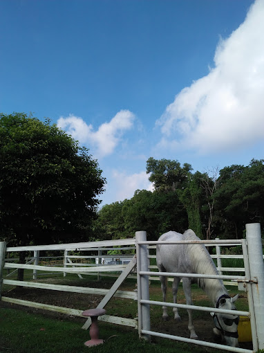 Avian & Exotic Animal Clinic (AVEX) UVH UPM