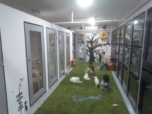 BJ Cat Clinic