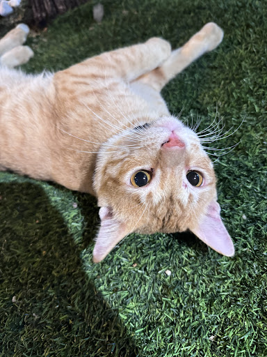 CS Vet Medical Centre (Bukit Baru, Melaka)