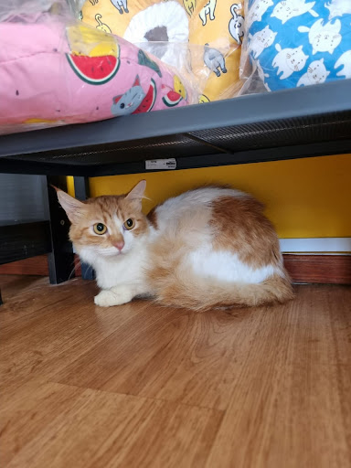 EL GATO VETERINARY CLINIC