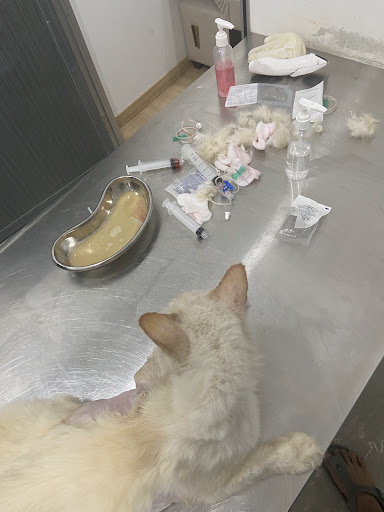 Furs & Paws Veterinary Clinic