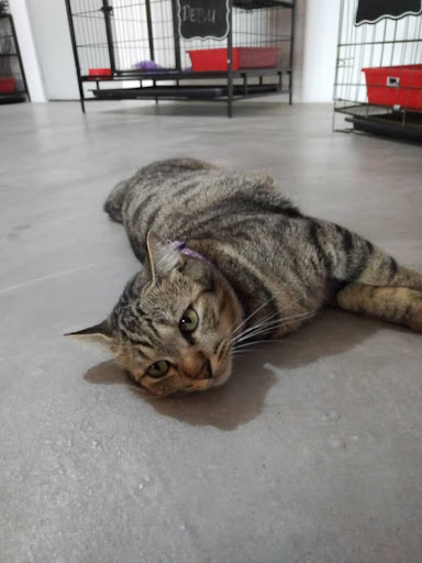 HOTEL SI MEOW
