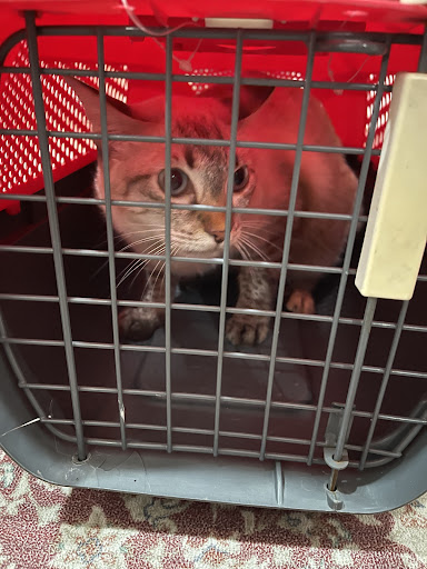 Irma Pet Care and Veterinary Services (Klinik Haiwan BBS)