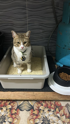 J Vet Animal Clinic