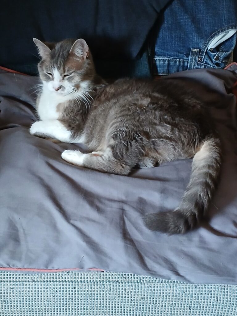 Kitty Cat Veterinary Clinic & Surgery
