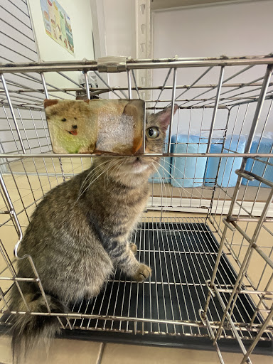 KLINIK HAIWAN SALINA (KETEREH)