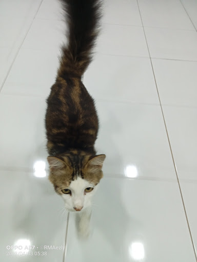 Klinik Veterinar Daerah Kota Setar