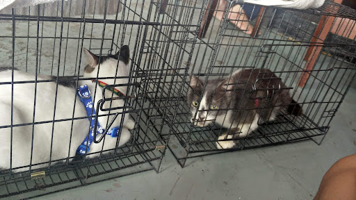Klinik Veterinar Dan Surgeri Sakinah
