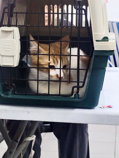 Kuantan Veterinary Clinic