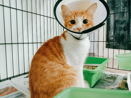Pawlove Veterinary Clinic