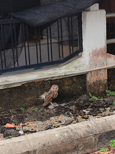 Pejabat Perkhidmatan Veterinar Daerah Hulu Selangor