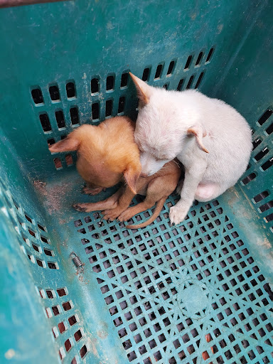 Pejabat Perkhidmatan Veterinar Daerah Raub