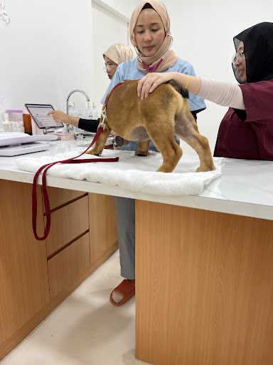 Petphilia Veterinary Clinic