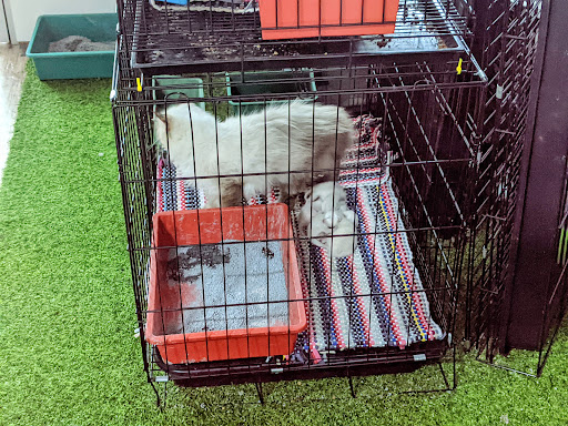 QittunCare Veterinary Clinic